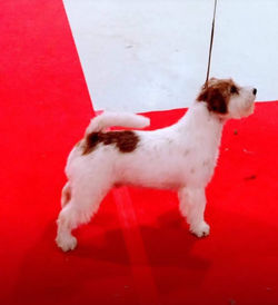 Ch. Gallant Gimli Bohemia White Hunter
