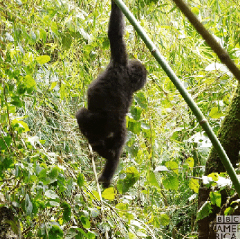 baby gorilla swining from a branch