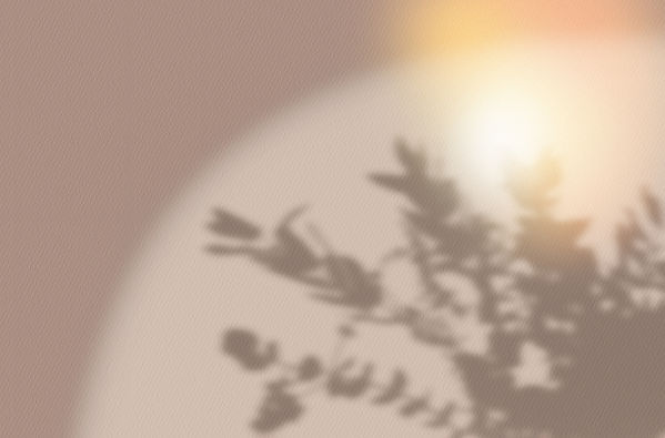 Flower Shadow_edited.jpg