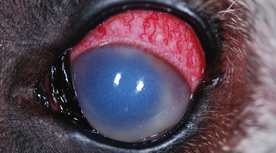 Le glaucome chez le chien