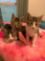 PETCO: Meet and Greet with Adoptable Cats 12 - 3PM