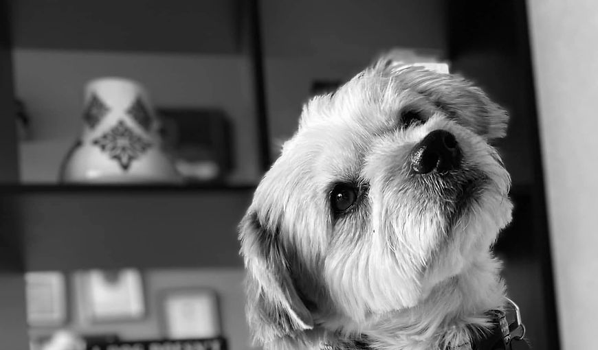 Terrier dog looking up, with shelves and decor in the background Headtotailgj