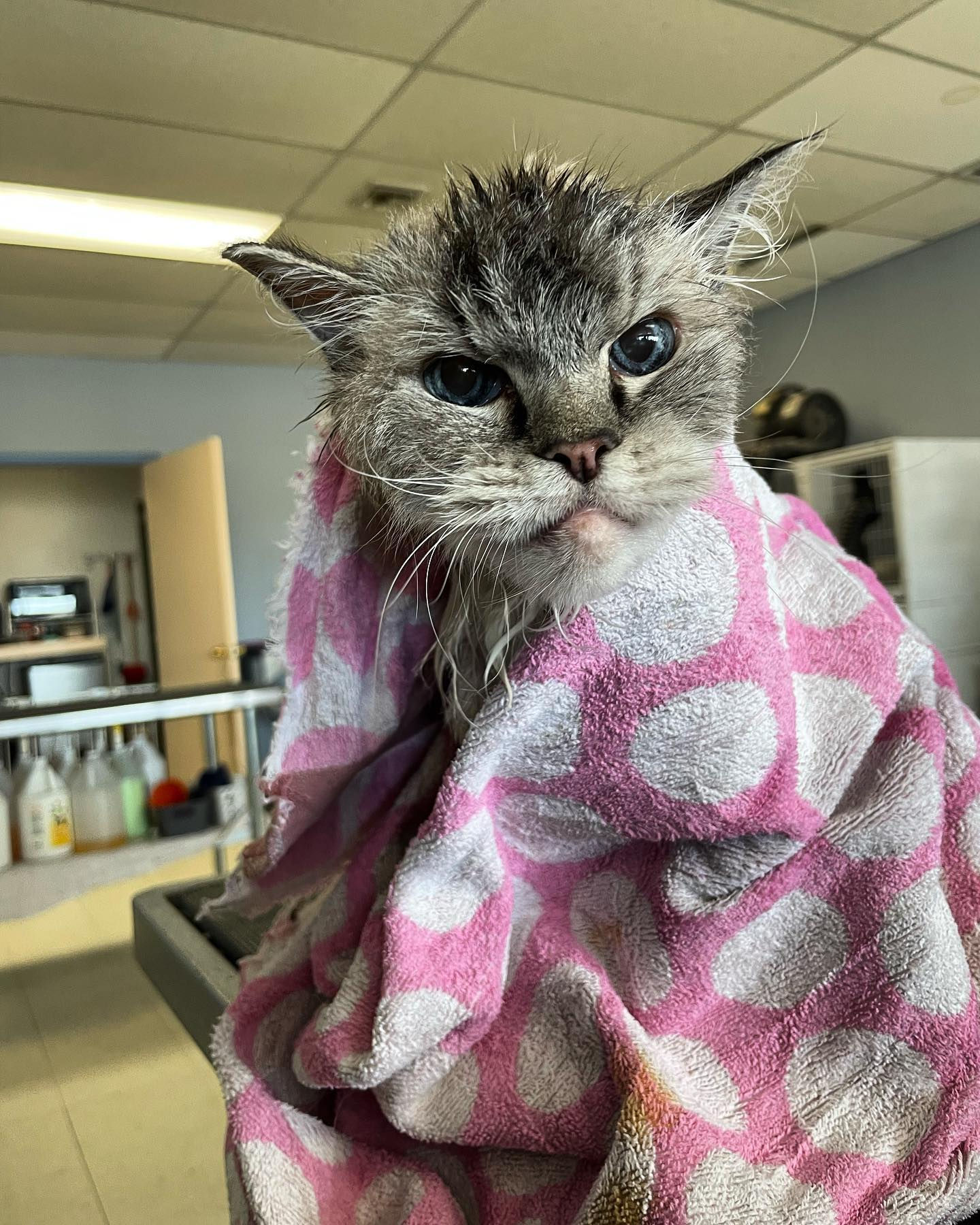 Wet cat wrapped in a pink towel after a bath, looking unimpressed. Headtotailgj