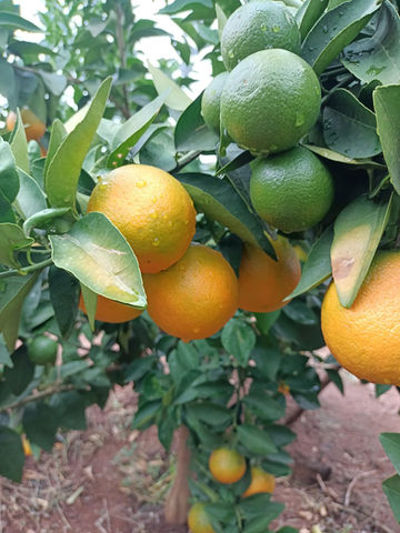 oranges growing on a tree
