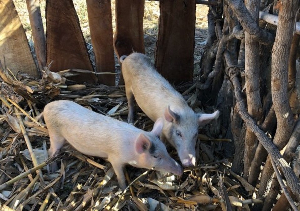 piglets