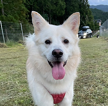 野犬