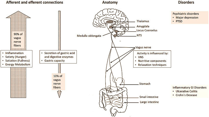 Diagram Outlining Vagus Nerve Function