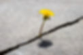 A yellow dandelion flower growing from a crack in concrete or cement. The concept of growt