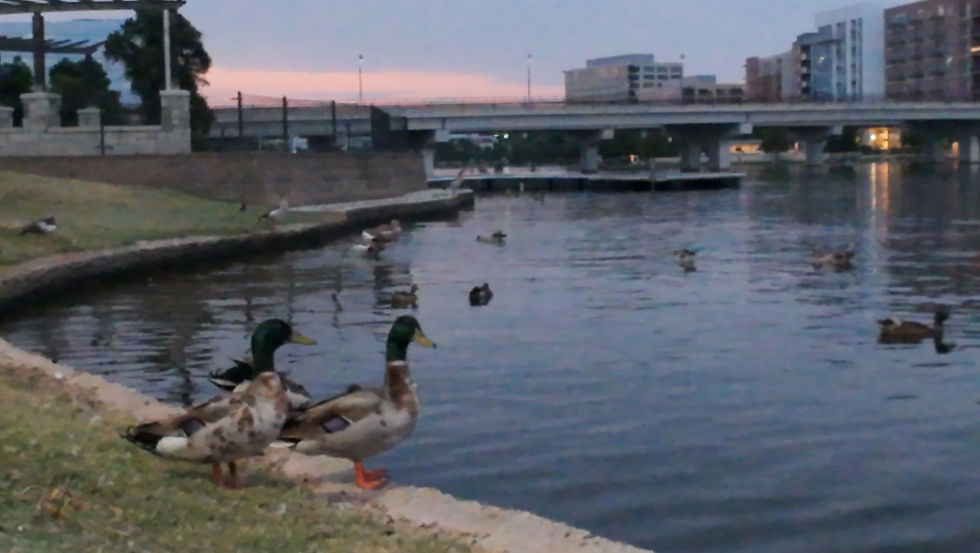 Ducks on the lake at northshore park