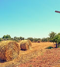 Farm View