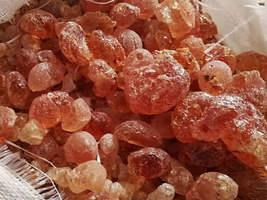 gum arabic 阿拉伯胶.jpg