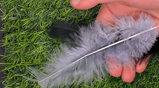 Senses - Feathers.jpg