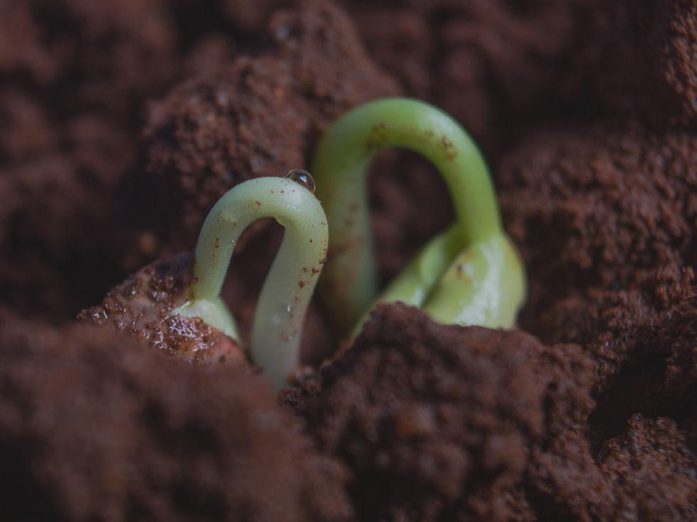 green and white snake on brown soil_edited.jpg