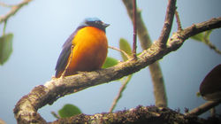Elegant Ephonia Bird Watching tour