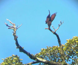 Montezuma Oropndula bird Watching to