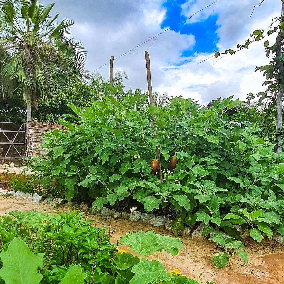 jardin du Castelo Vendom hotel ecolodge pousada à Parajuru Ceara Brésil