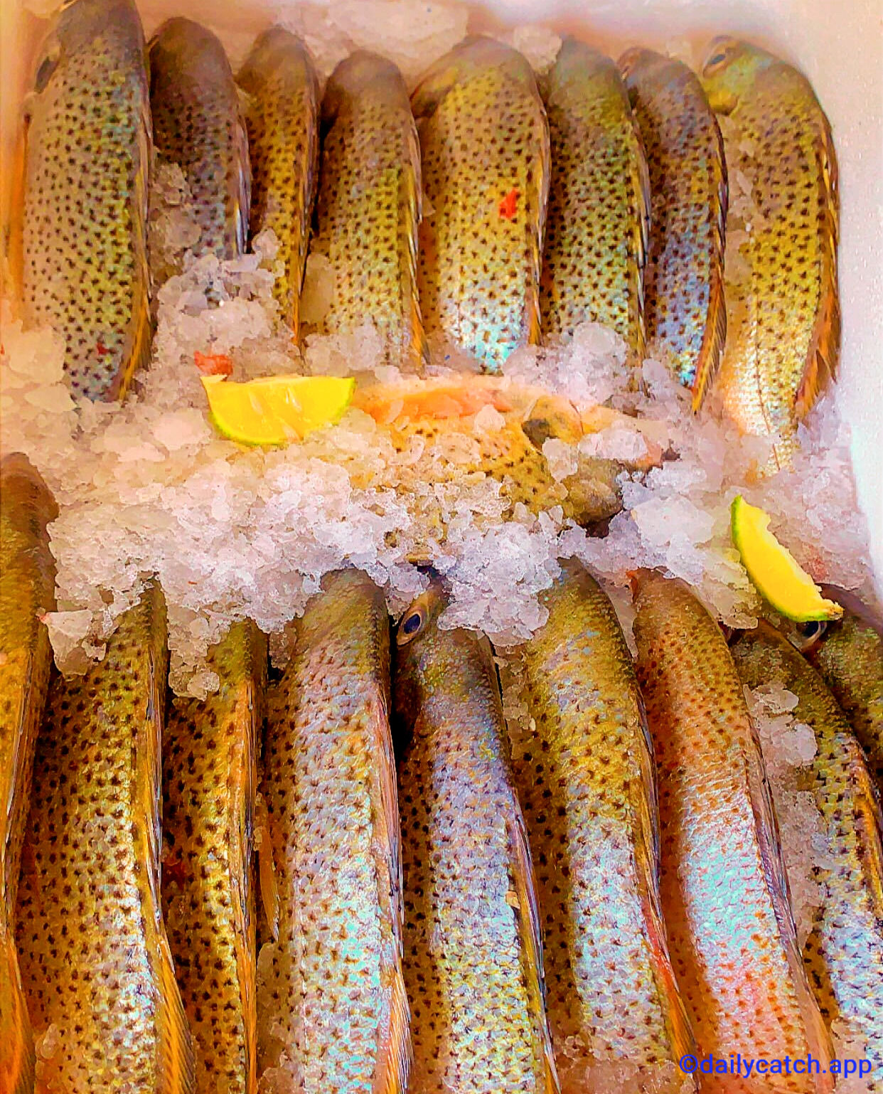 Carpe Blanche(par kg)