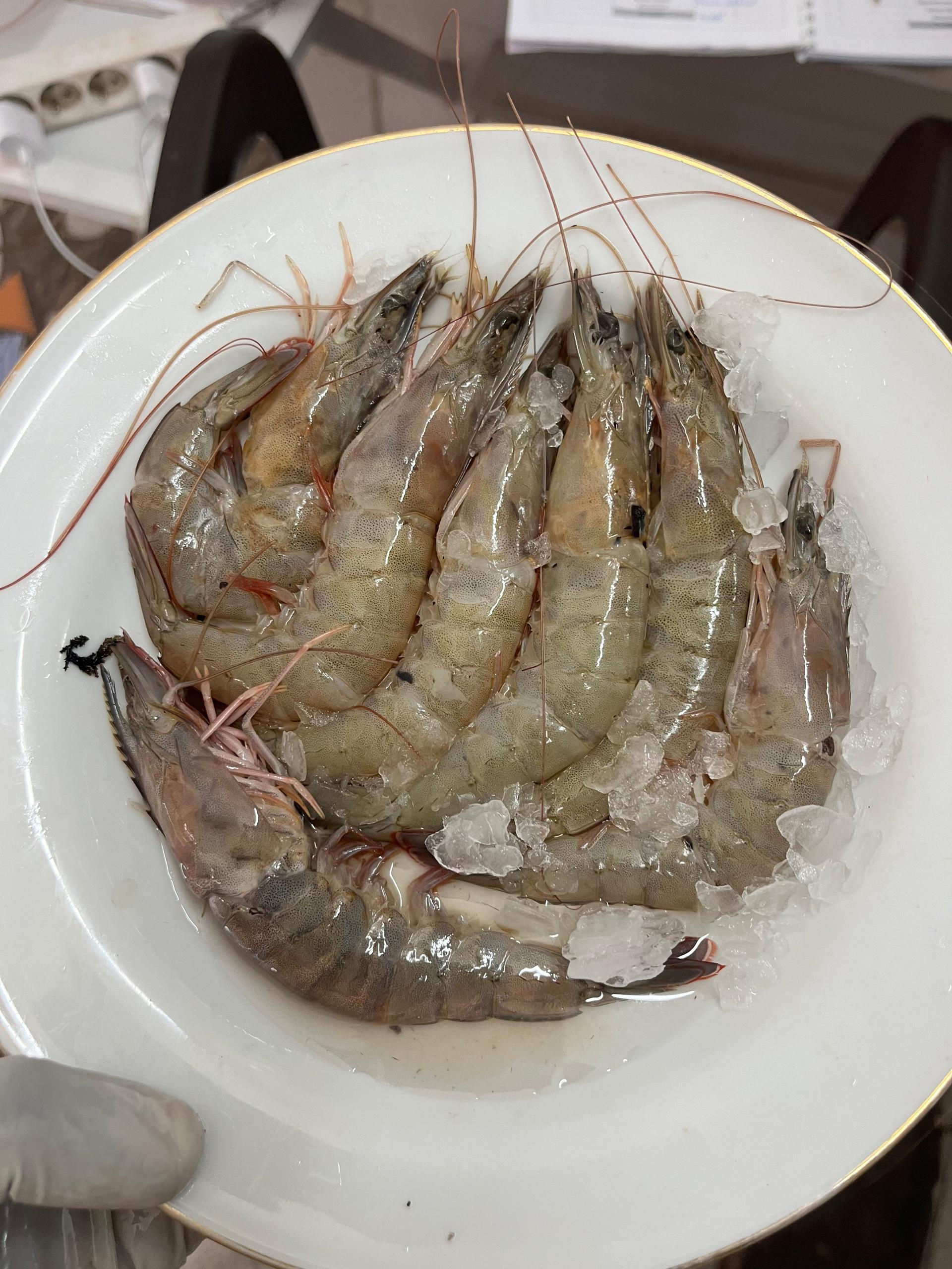 Crevettes Blanches (par kg)
