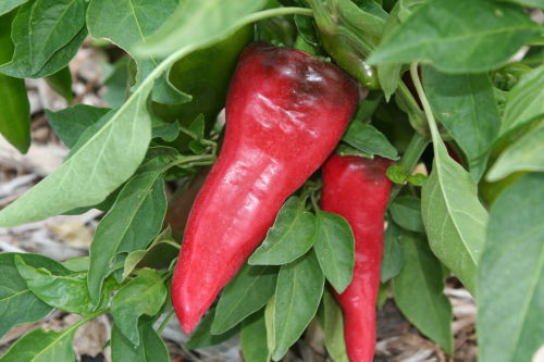 Thumbnail: Pepper 'Tolli's Sweet Italian'