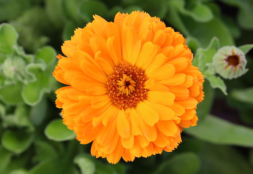 Thumbnail: Calendula 'Erfurter'