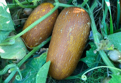 Thumbnail: Cucumber 'Poona Kheera'
