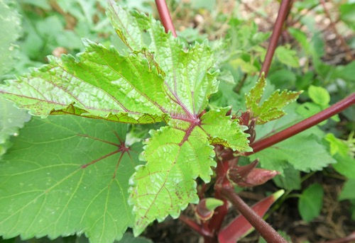 Thumbnail: Okra 'Okinawa Pink'