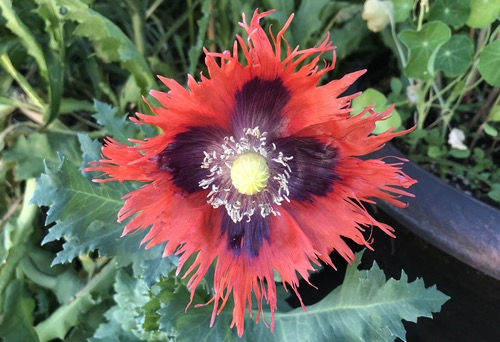 Thumbnail: Poppy 'Pepperbox'