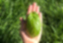 Thumbnail: Basil 'Lettuce Leaf'
