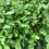 Thumbnail: Arugula