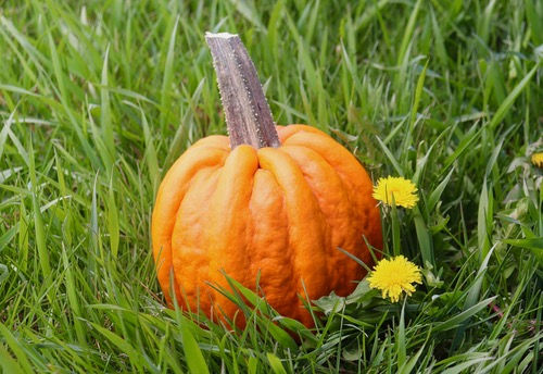 Thumbnail: Squash 'Kamo Kamo'