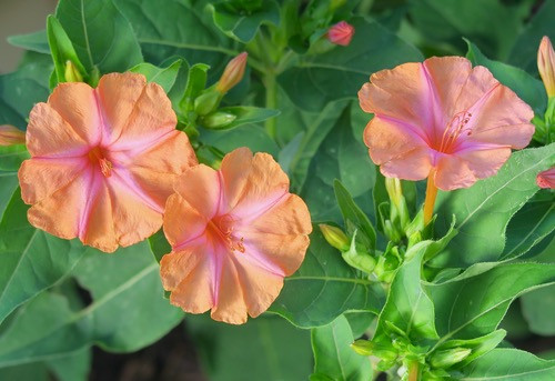 Mirabilis jalapa 'Salmon Sunset' | Megan'sHeirloomSeeds
