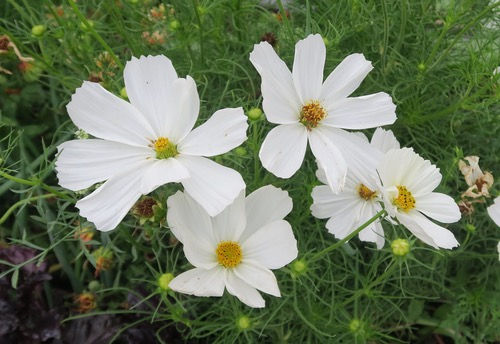 Thumbnail: Cosmos 'Dwarf White'