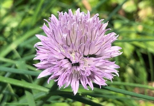 Thumbnail: Chives, Common