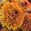 Thumbnail: Rudbeckia 'Cherokee Sunset'
