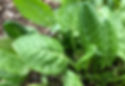 Thumbnail: French Sorrel