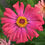 Thumbnail: Zinnia 'Cactus Flowered Mix'