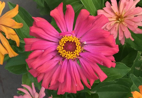 Zinnia 'Cactus Flowered Mix'