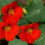 Thumbnail: Nasturtium 'Empress of India'