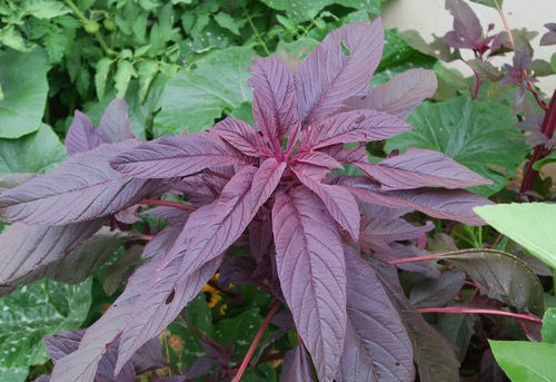 Thumbnail: Amaranth 'Hopi Red Dye'