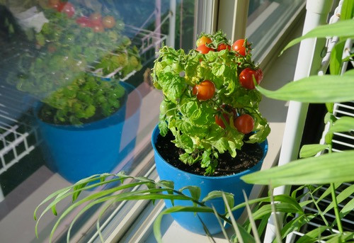 Tomato 'House' | Megan'sHeirloomSeeds