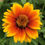 Thumbnail: Zinnia 'Old Mexico'
