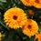 Thumbnail: Calendula 'Pacific Beauty Mix'