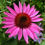 Thumbnail: Echinacea purpurea 'Ruby Star'