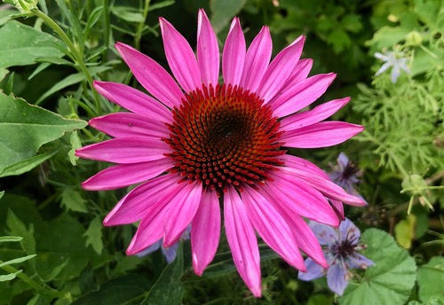 Echinacea purpurea 'Ruby Star'
