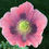 Thumbnail: Poppy 'Hens and Chicks'