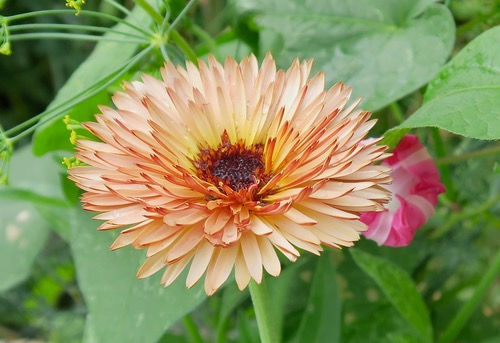 Thumbnail: Calendula 'Zeolights'