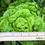 Thumbnail: Lettuce 'Tom Thumb'