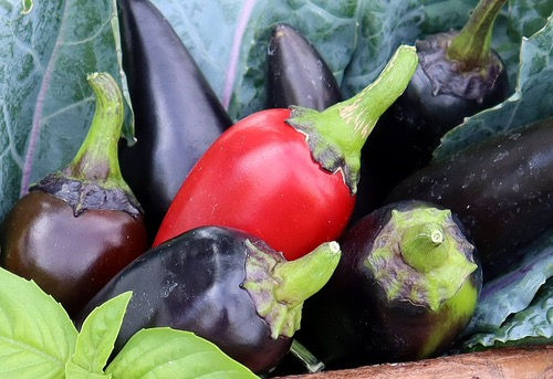 Pepper 'Black Hungarian'