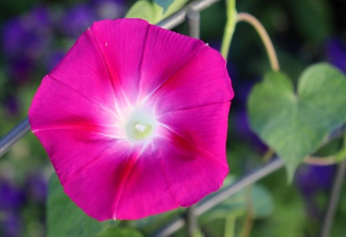Morning Glory 'Party Dress'