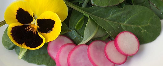 Radish Pink beauty salad crop.jpg